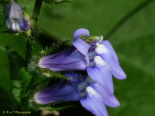 {Lobelia siphilitica}